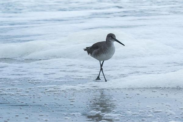 Beach Quarters Daytona Wilbur-by-the-Sea 외부 사진